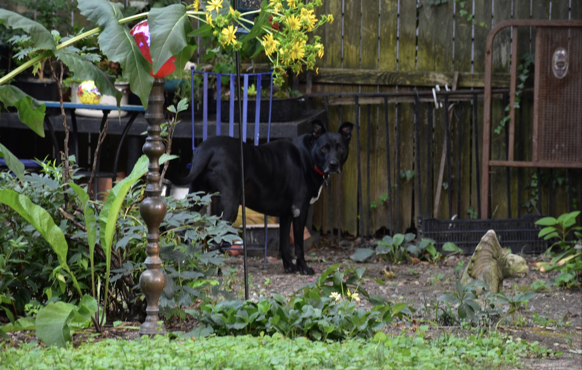 Gardening with Dogs