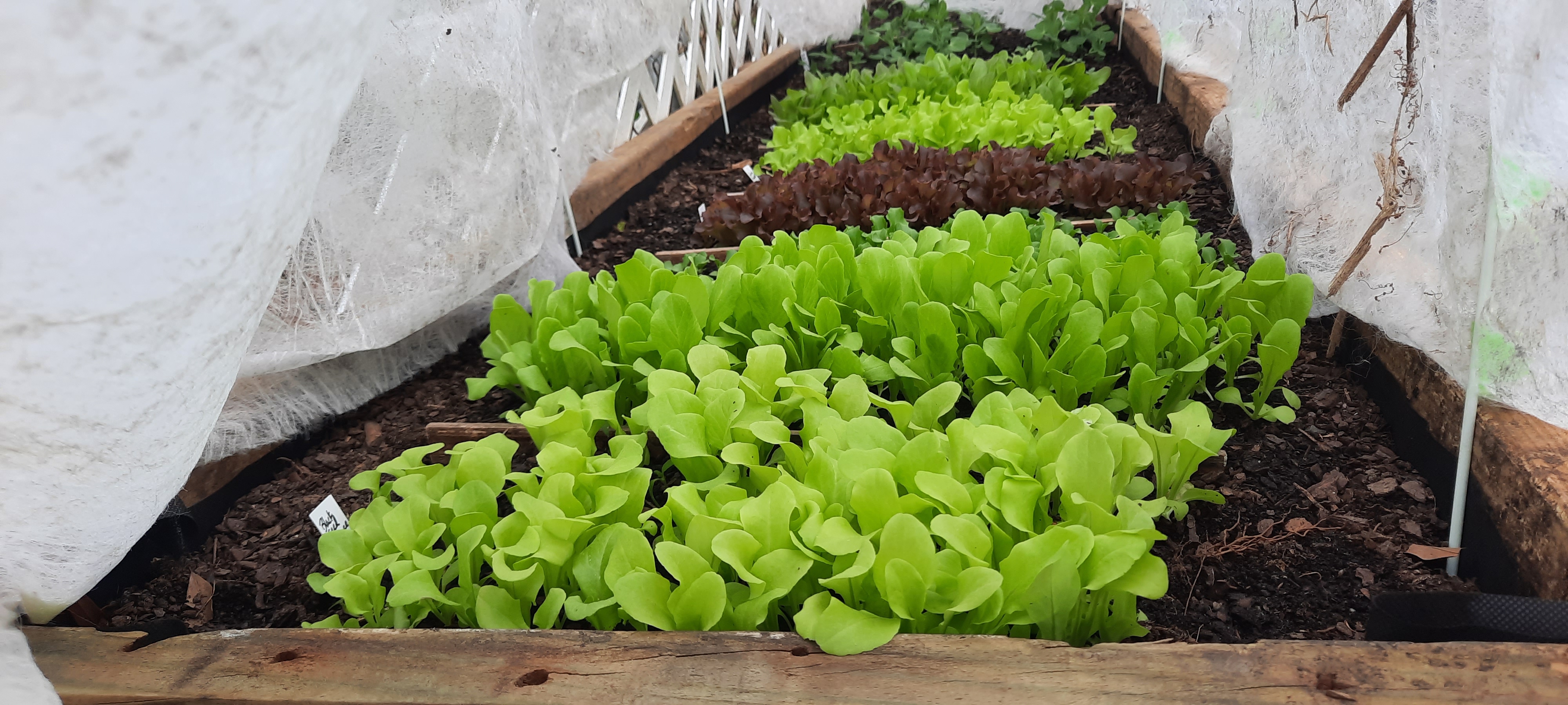 Protecting My Garden From Pests