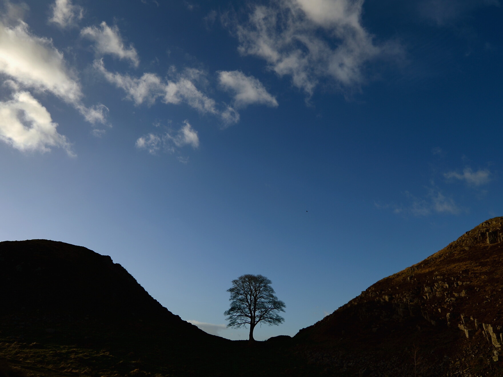 England s Beloved Sycamore Gap Tree Will Be Removed From Hadrian s Wall england-s-beloved-sycamore-gap-tree-will-be-removed-from-hadrian-s-wall