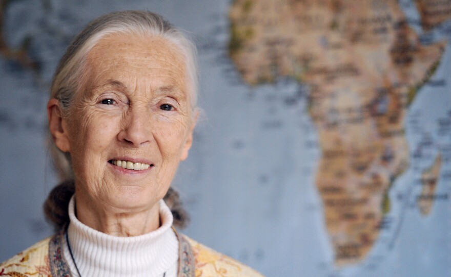 Jane Goodall, legendary primatologist, has died at age 91