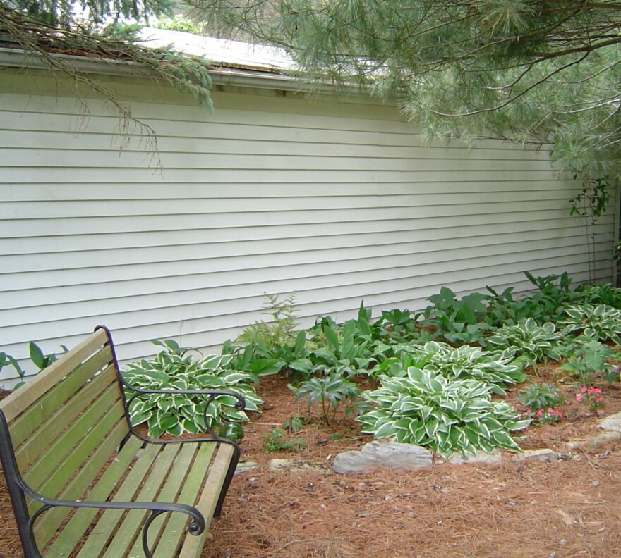 a wooden garden bench sits next to a garden bed of large green-leafed hostas and mulched with pine needles
