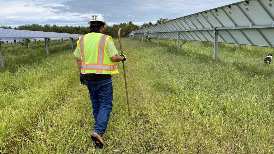 cừu-năng lượng mặt trời3