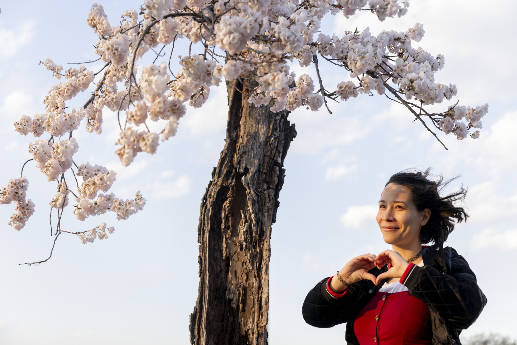Photos: See D.C.'s cherry blossoms in peak bloom, bid farewell to 'Stumpy'