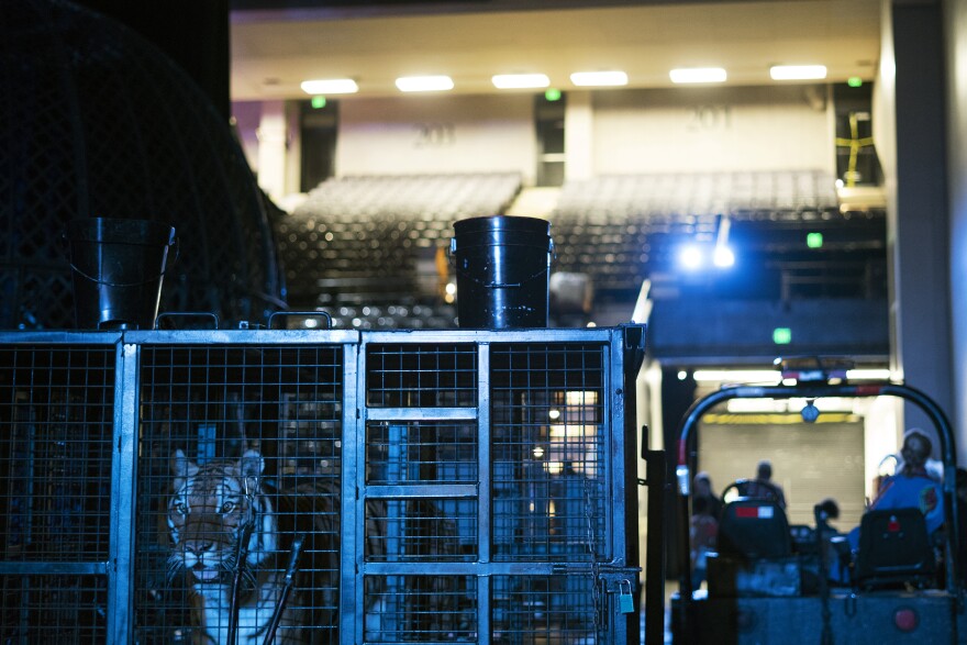A tiger stands in a cage backstage. Elephants were retired from the circus in 2016 but the show features several lions and tigers.