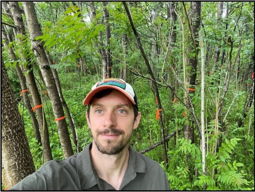 A man is seen standing in front of a research plot where the tree of heaven is marked with orange tape to show it has been inoculated with a specific type of fungus.