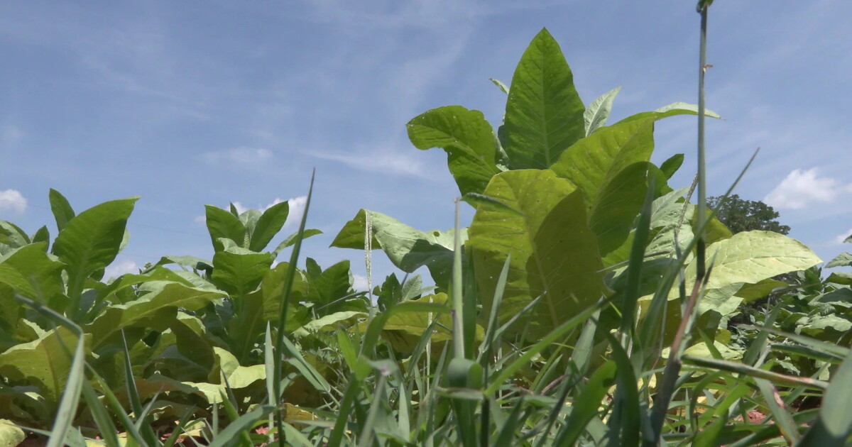 the primary market for the virginia tobacco crop was in Tobacco and Staple Agriculture