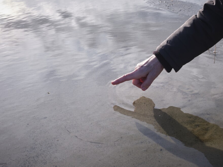 Wetlands ecologist Heidi Hoven looks for small flies at a bird sanctuary where many species are in decline due to the alarming drying of the Great Salt Lake.