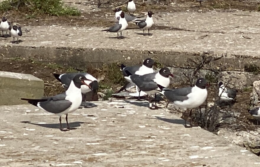 A group of birds with white bodies and grey feathers on their winds and heads. Their tail feathers are blac