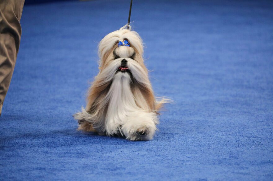 2023 National Dog Show Toy Group Winner, Shih Tzu named 'Comet'
