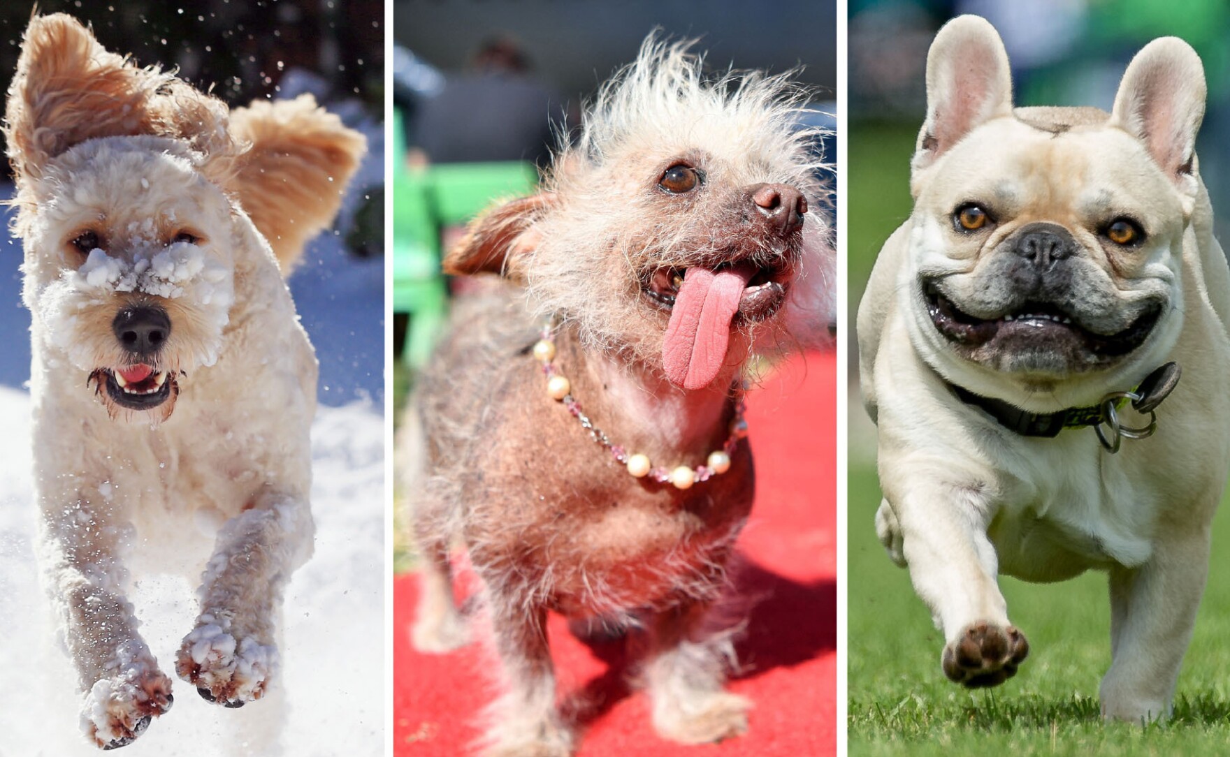 This week's quiz has happiness and happy dogs. You're VPM