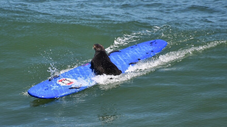 A southern otter in Santa Cruz, Calif., catches a wave after stealing a surfer's board