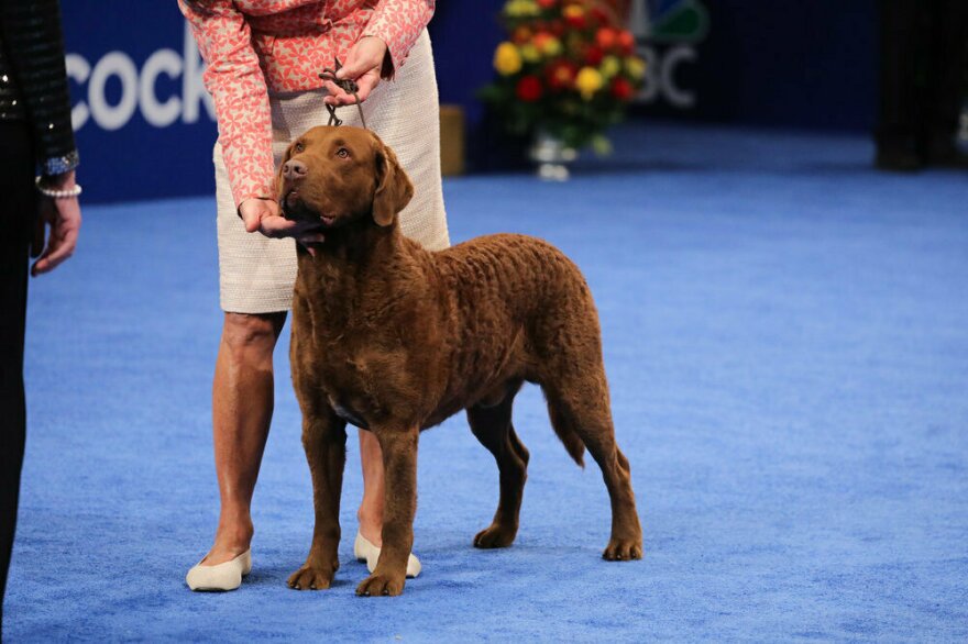 2023 National Dog Show Sporting Group Winner, Chesapeake Bay Retriever named 'M'