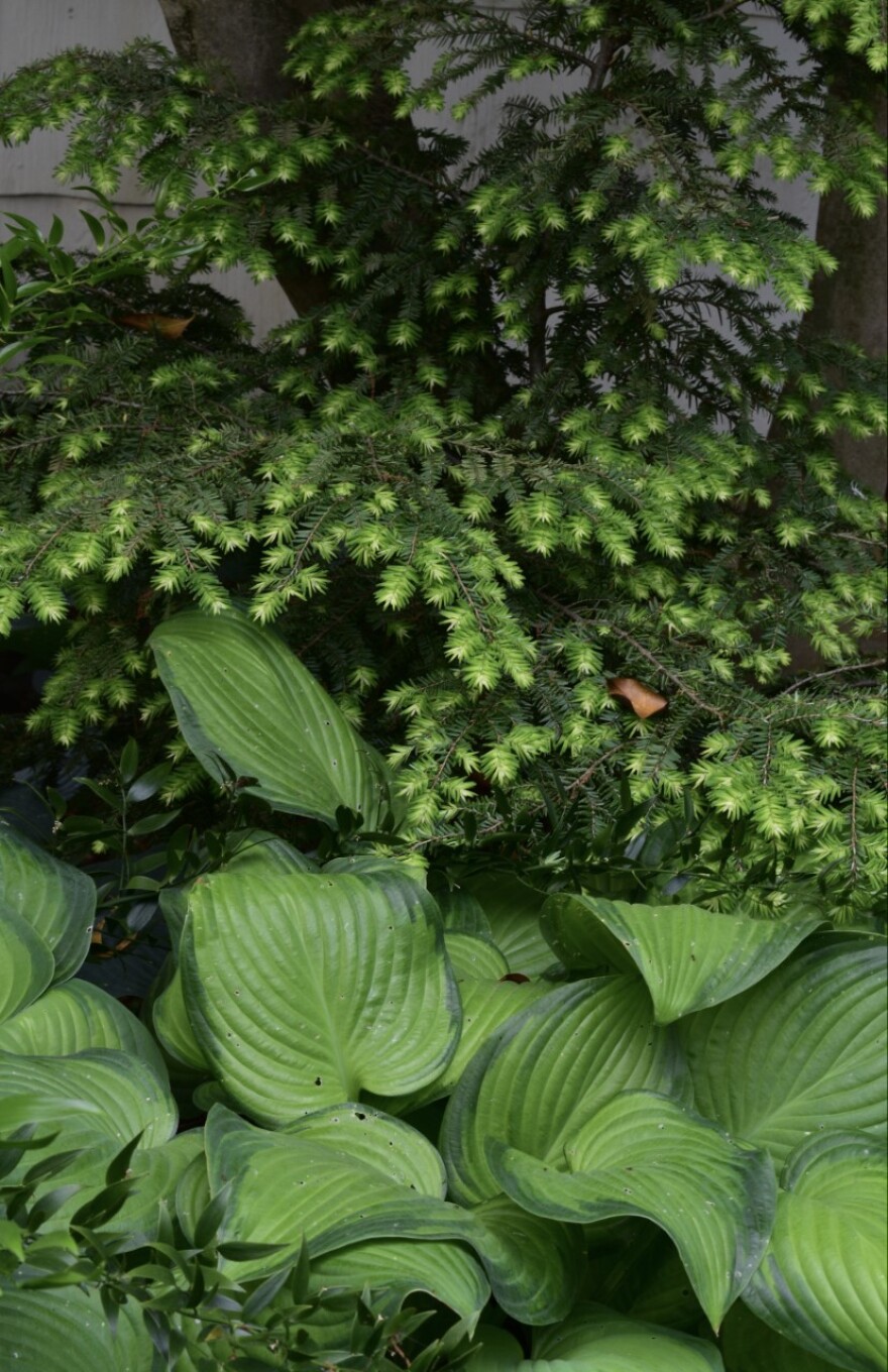 hostas with large, light green leaves grows under an evergreen tree with bristley needles