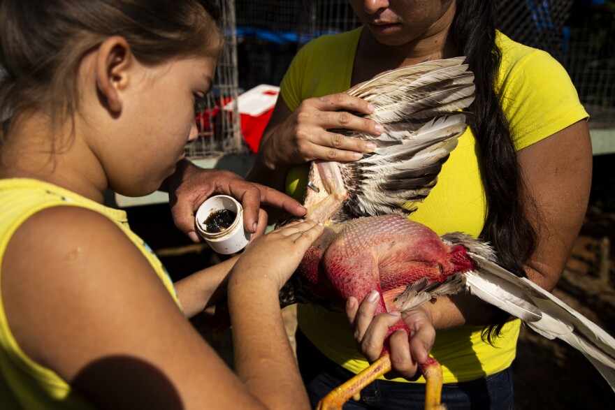 Nine-year-old Jamileth Torres treats a rooster's fight wounds with ointment as her mother, Lizmary Rivera, holds it still.