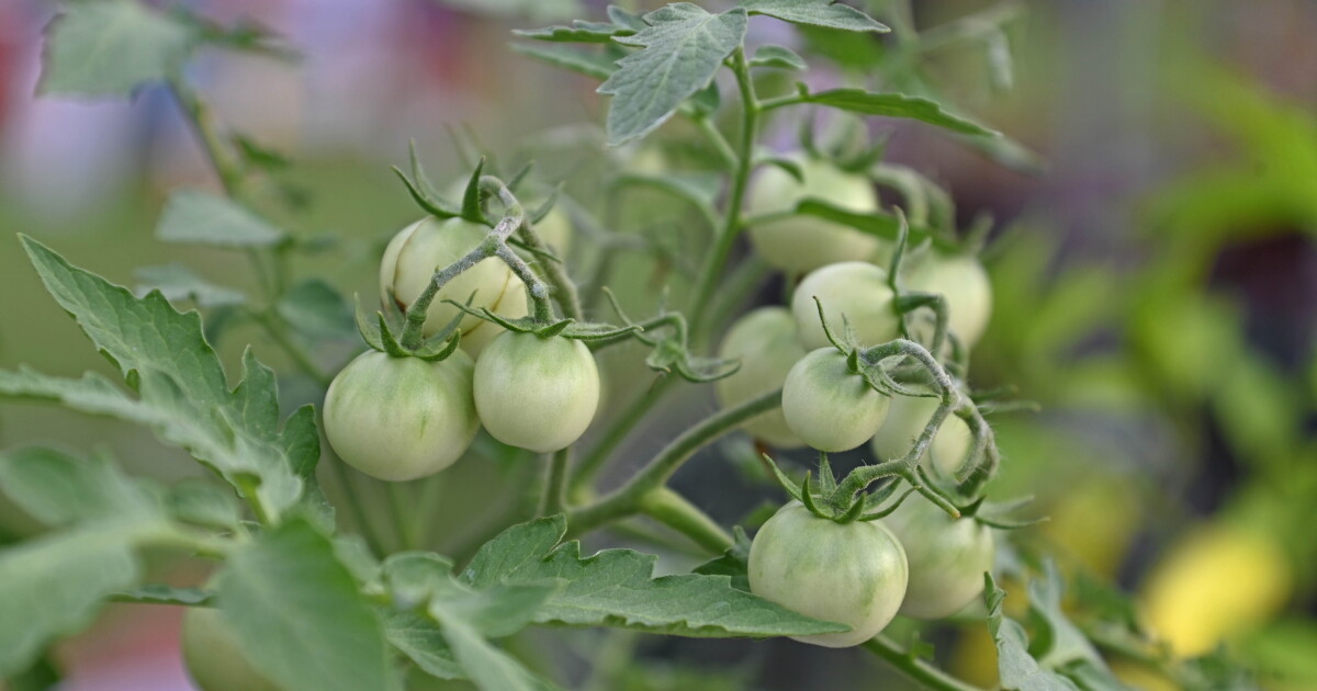 Curious Commonwealth asks: Why are Hanover County tomatoes famous?