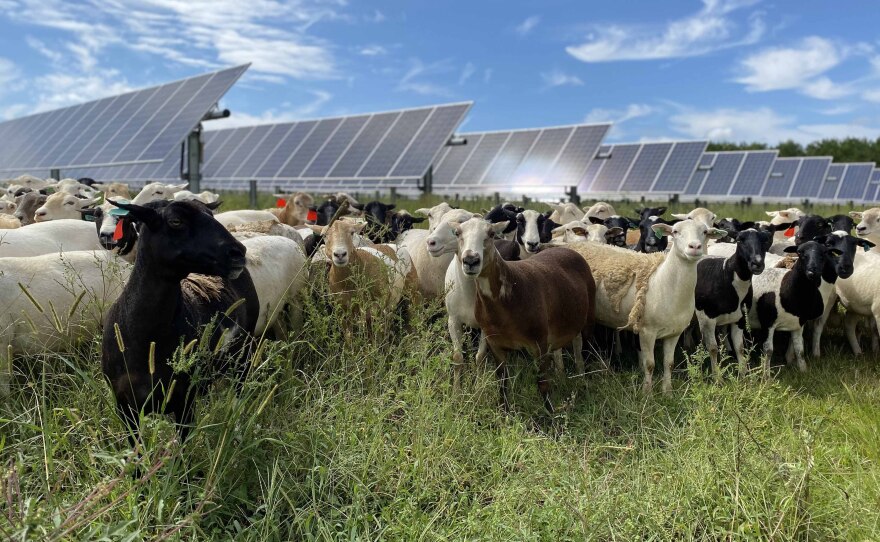 Một đàn cừu trắng, nâu và đen đang gặm cỏ trên bãi cỏ cao gần các tấm pin mặt trời.
