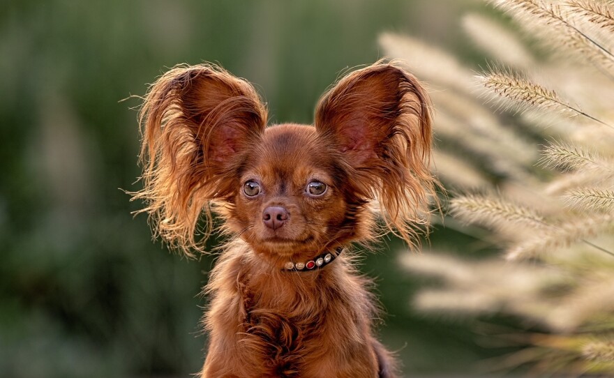 National Dog Show competition with various breeds participating in the year 2022