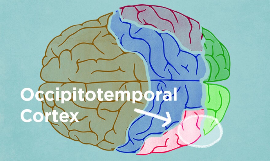 The occipitotemporal cortex