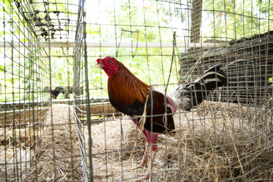 A rooster at Johnny Ríos' home in Vega Alta, Puerto Rico.