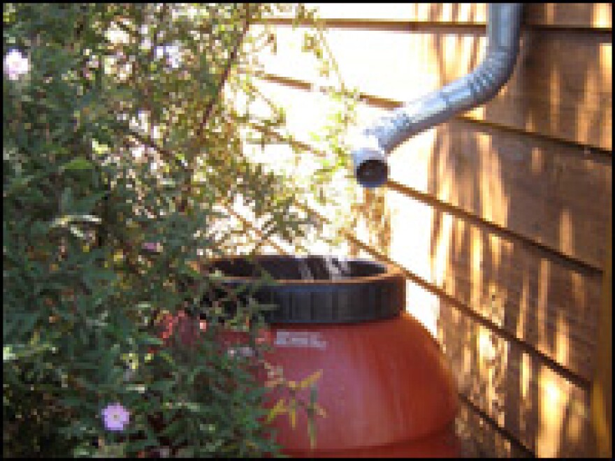Bob Demmerle uses olive barrels to catch rain water. He uses the water for his garden.