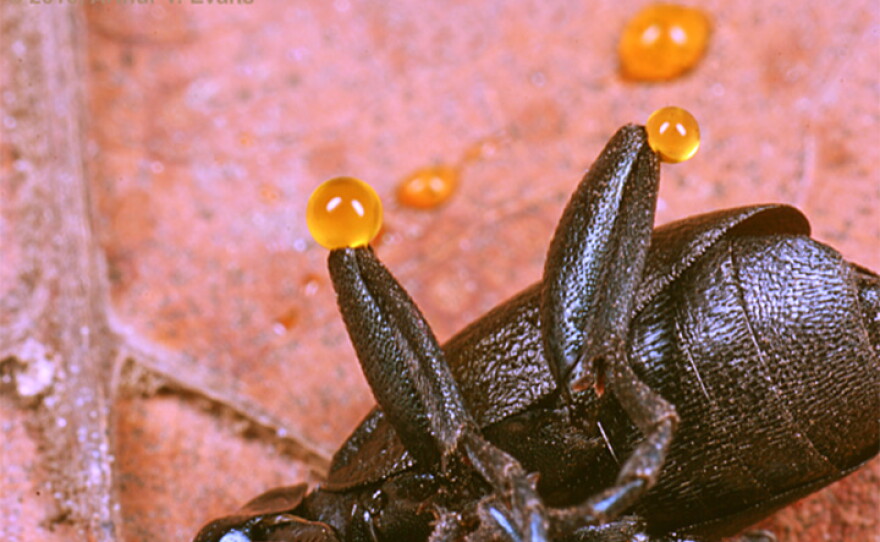 Blooding Insect Bugs as Drugs
