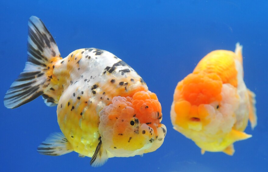 Two giant Ranchu fish are displayed at the 2013 Taiwan International Aquarium Expo.