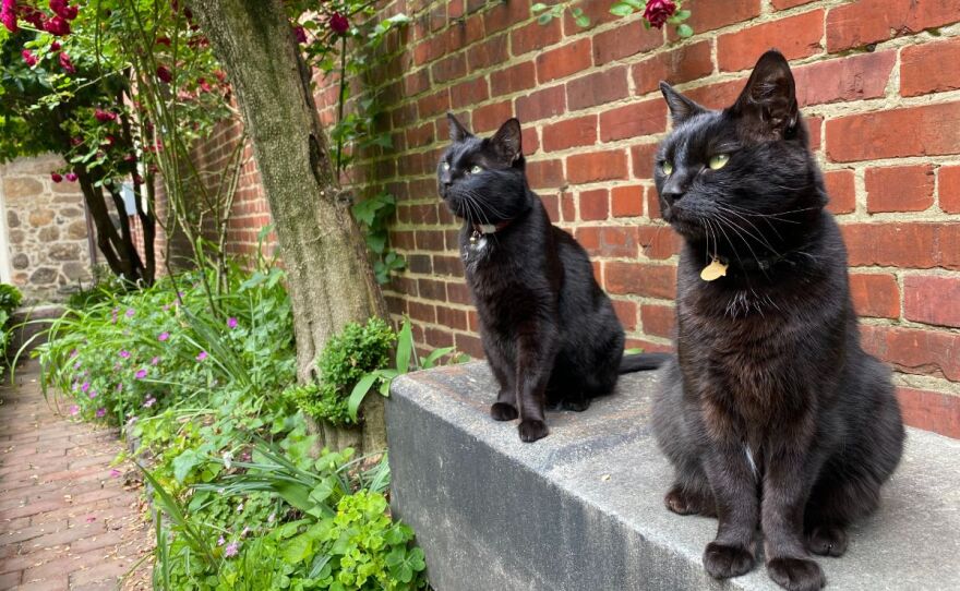 Notorious feline siblings celebrate 10 years at the Poe Museum VPM