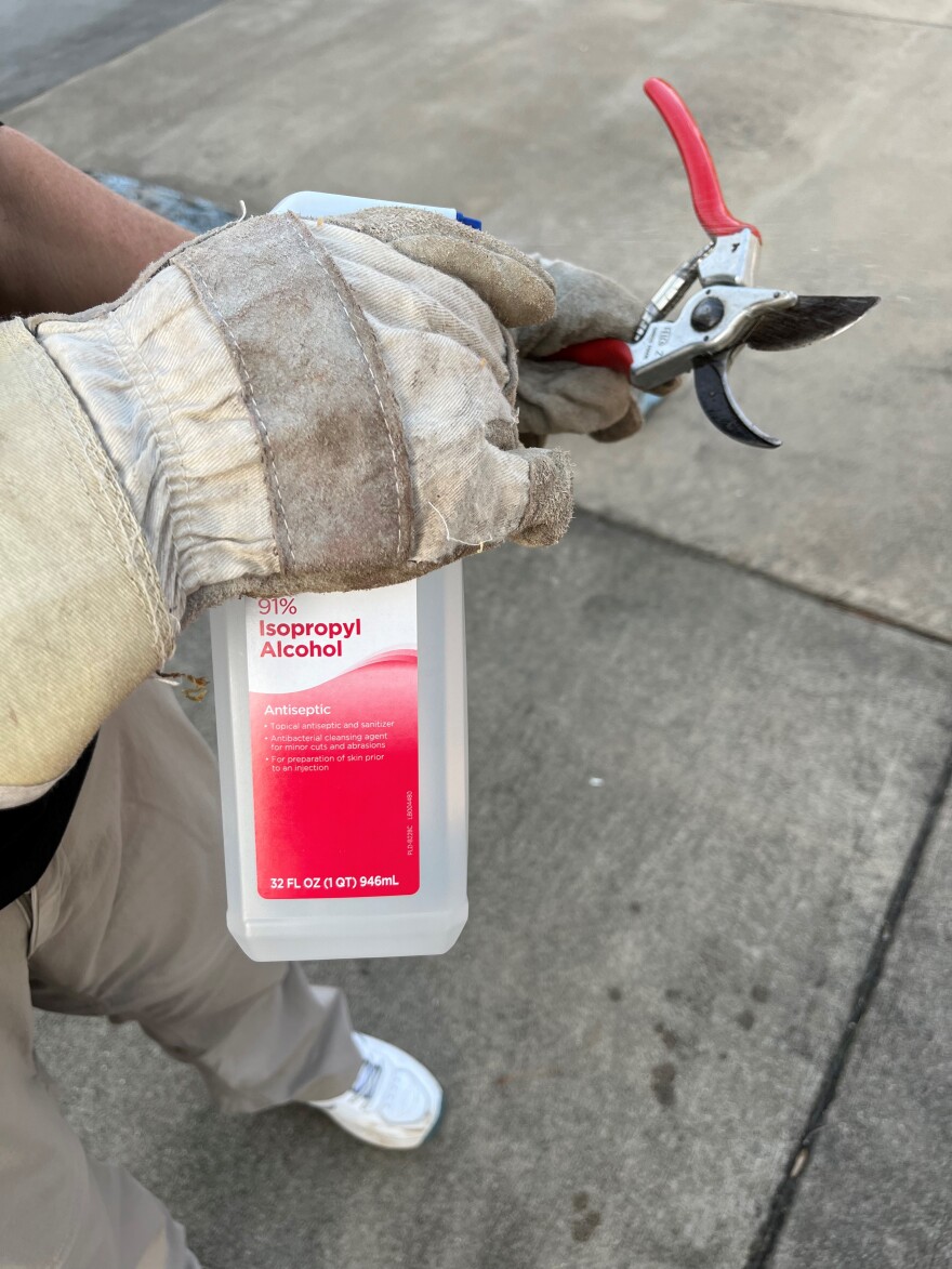 a person is wearing gardening gloves while spraying alcohol onto pruning shears