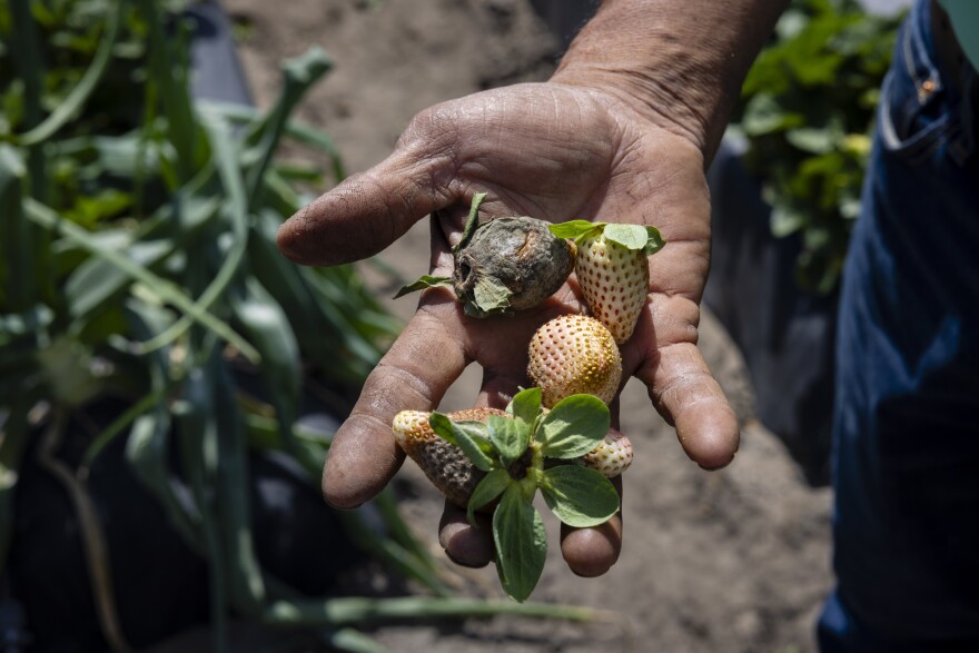 Fidel Sanchez, owner of Sanchez Farm, holds damaged pneberries at a Sanchez Farm field in Plant City, Florida, U.S., February 28, 2024.