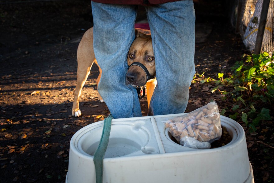 Ciha says his dog, Shredder, hates the recurring moves: "I can leave him all day in the tent and he's fine, but he freaks out every time we have to move."