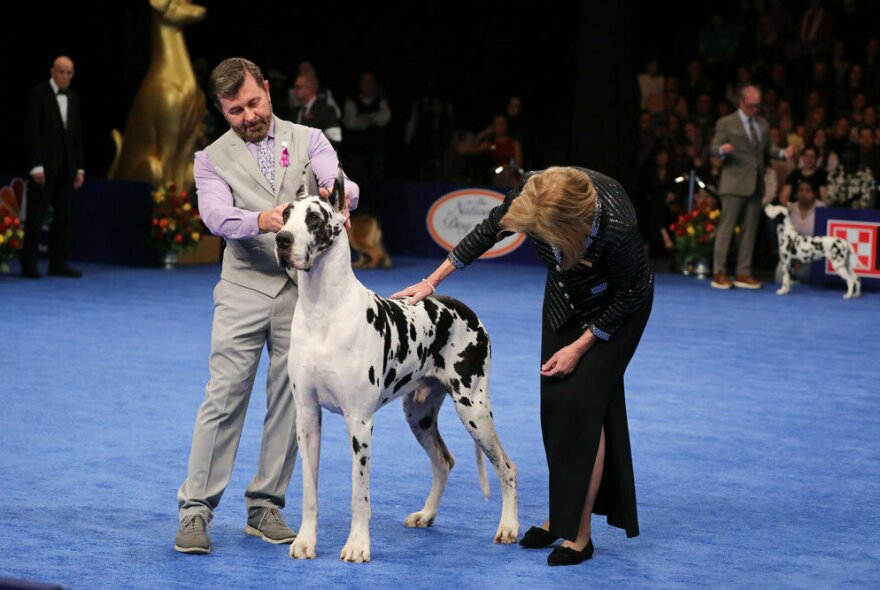 2023 National Dog Show Working Group Winner, Great Dane named 'Carson'