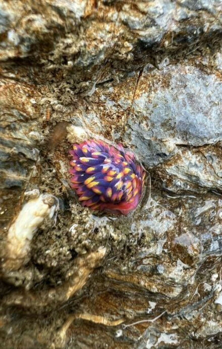 Barlow found the "colourful blob" under a seaweed-covered rock.