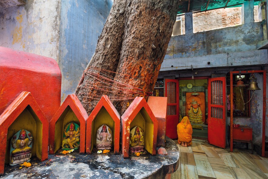 At the Dukh Haran Hanuman Temple in Varanasi, India, people pray to the monkey god Hanuman, who is believed to be embodied in this pipal tree. Devotees leave offerings, rub vermilion paste into the tree's bark and wrap thread around the tree's base.