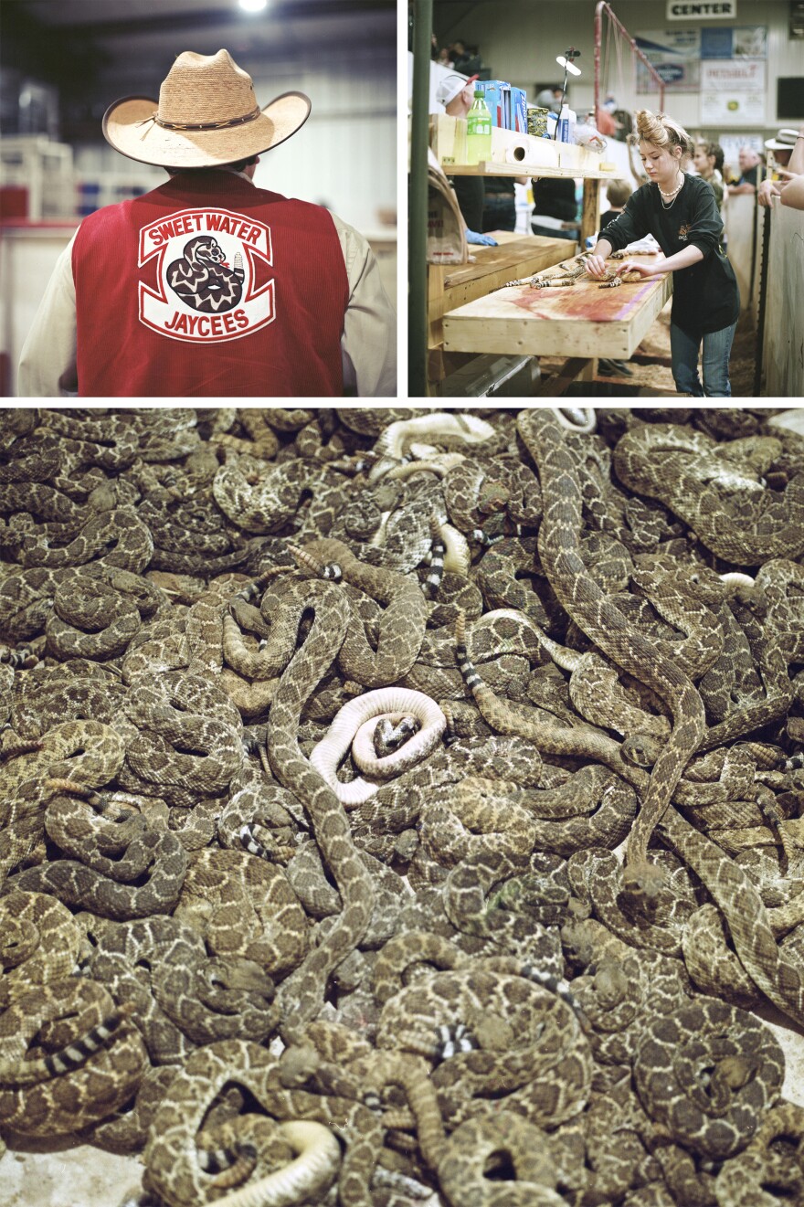 Left: The Jaycees is a nonprofit that runs the roundup. Right: Snakes are killed with a machete and skinned and gutted in front of the crowd and meat is then deep-fried. Bottom: Western diamondback rattlesnakes in one of the holding pits at the roundup.