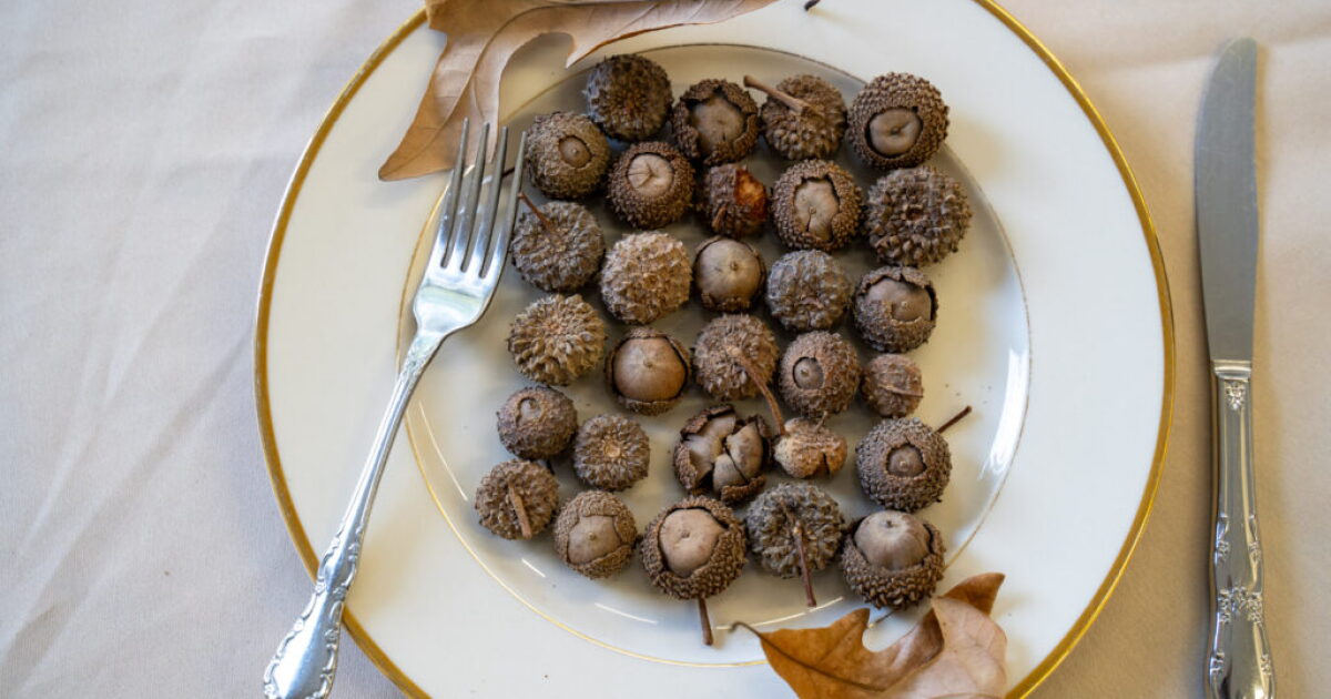 Acorns Cook This season is the perfect time to try eating acorns