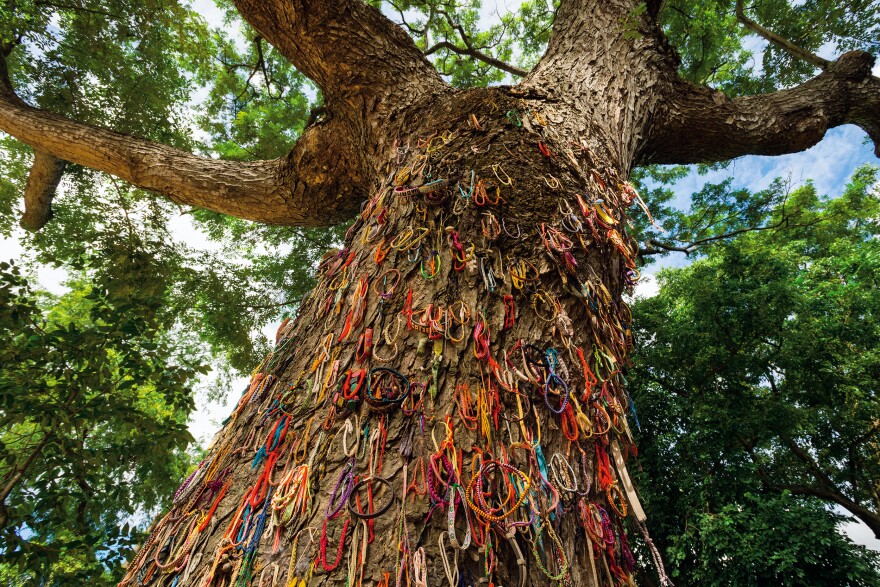 To remember the children killed at this monkey pod tree by Cambodia's Khmer Rouge, visitors hang bracelets on the bark — woven threads, embroidered cloth, leather and beads. "It's hard to escape the feeling of death when you're there, despite this very green, park-like setting," says Diane Cook.