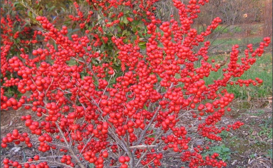 Red House Garden: Winterberry Hollies