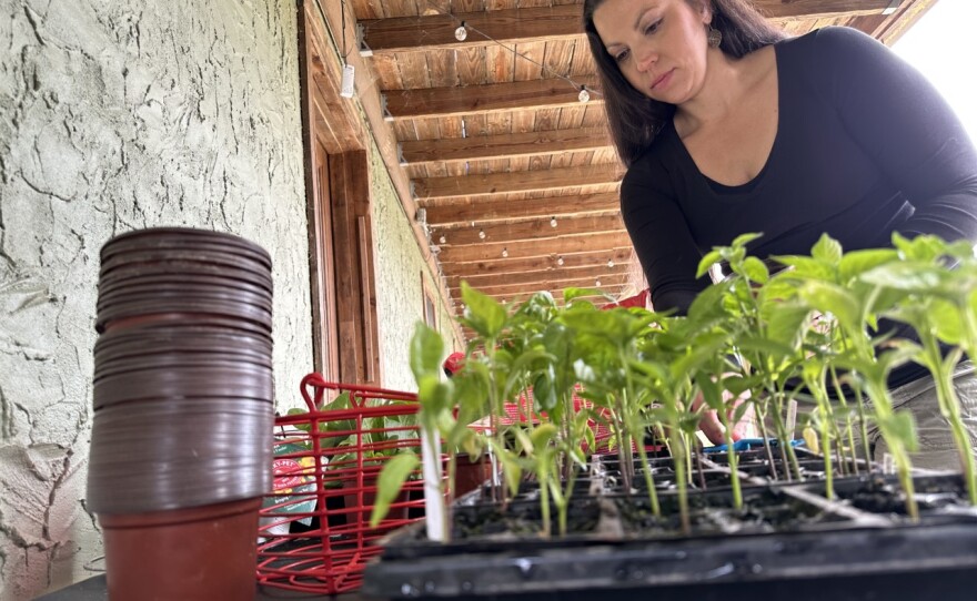 Heirloom Seeds : Vegetables – Tribe Castlemaine