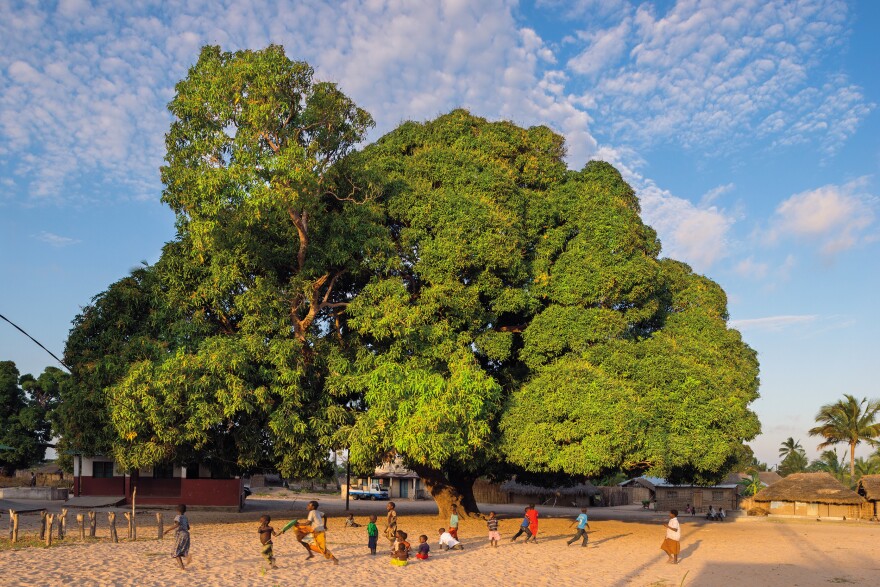 A huge mango tree serves as the village center in Naunde, Mozambique. Under its branches, people tell stories, make marriage arrangements and resolve land disputes. On their visit, the photographers mainly found children playing. "General elections were coming up, so community meetings were banned by the government because they were afraid of groups trying to overthrow them," says Diane Cook.