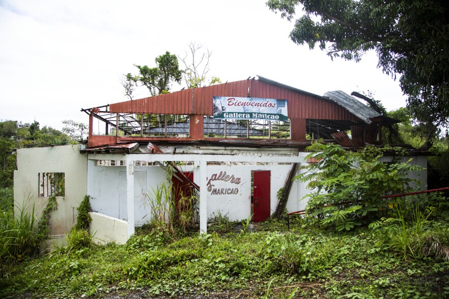 Since Hurricane Maria tore the roof off this cockfighting arena in the mountains of Vega Alta in 2017, nature has slowly been taking over.