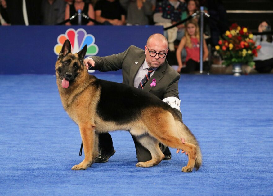 2023 National Dog Show Herding Group Winner, German Shepherd named 'Heathcliff'
