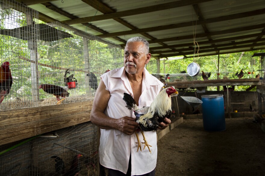 At his home in Vega Alta, Puerto Rico, Johnny Ríos breeds, raises and trains cockfighting roosters for multiple clients. He has no plans to stop, even once a federal ban on cockfighting takes effect in December.