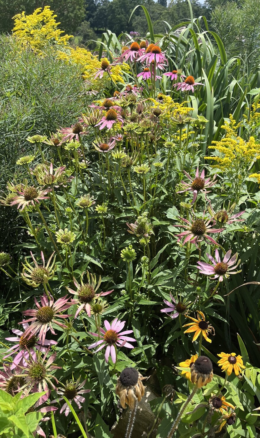 coneflowers.jpeg