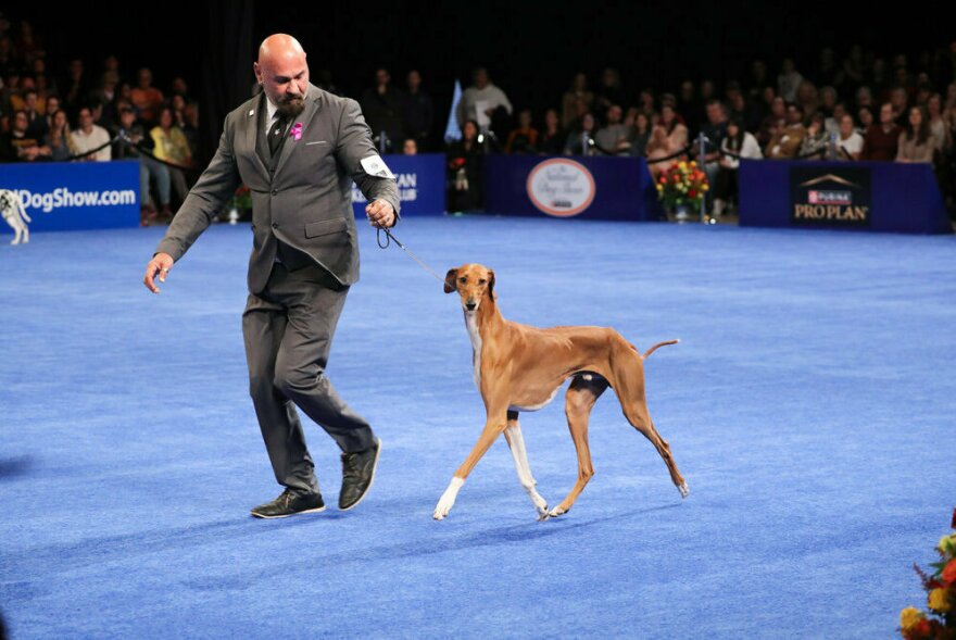 2023 National Dog Show Hound Group Winner, Azawahk named 'Yaro'
