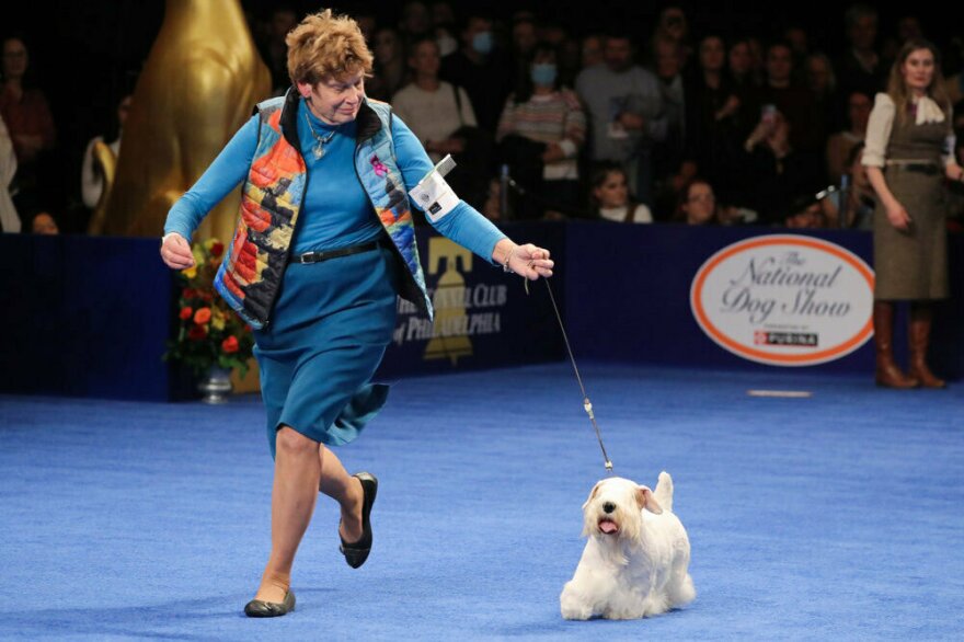 "He just gave a wonderful performance," Margery Good, Stache's handler, said. "He stretched his little short legs and hands and flew around this ring."