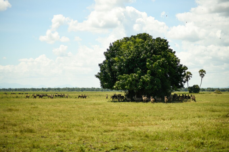 Impalas are seen in one of the savannas of Liwonde. The park, once in peril, now has some 12,000 large mammals and almost 400 different bird species.