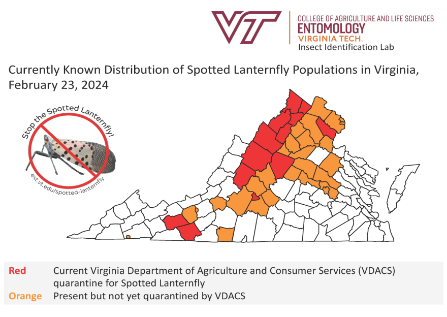 A screenshot of a Virginia Tech map that shows where the spotted lanternfly has been seen in Virginia. There are red counties that show where a current quarantine zone is, and orange counties that show where they've been spotted, but are not under quarantine.