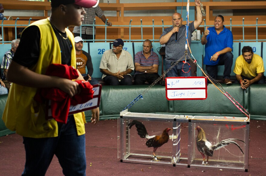 The start of a cockfight at Gallera Borinquén.