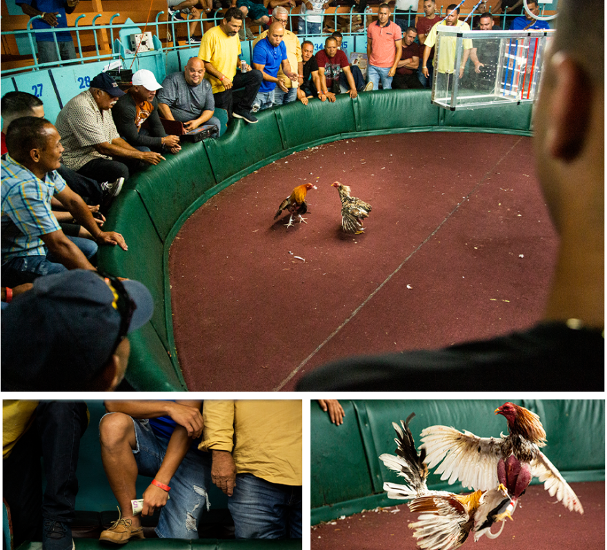 Gallera Borinquén, in Arecibo, Puerto Rico, is said to be one of the island's oldest cockfighting arenas.