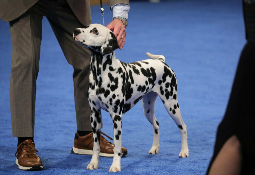 2023 National Dog Show Non-Sporting Group Winner, Dalmation named 'Pumpkin'